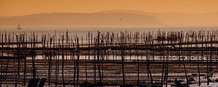 bassin d'arcachon